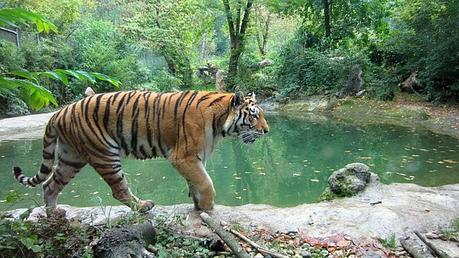 Bandhavgarh Madhya Pradesh – Reich der Bengalischen Tiger