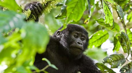 Keine Teeplantage beim Gorilla-Nationalpark 