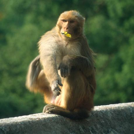 Affen im Tempel, Kathmandu
