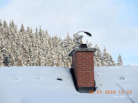 Winterstorch in Mariazell – Fotos von Franz Fluch