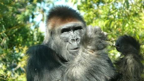 Uganda: Keine Teeplantagen beim Gorilla-Nationalpark!