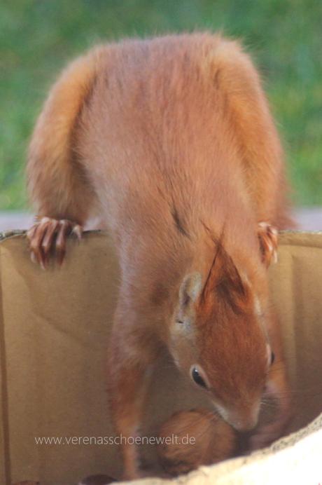 Cute little Squirrel - Wordful / Wordless Wednesday with #Linky
