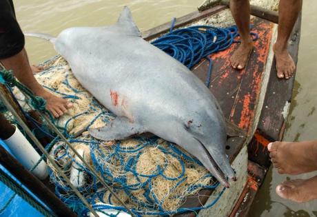 A dead tucuxi dolphin lies on a boat after it was pulled from a fishing net at the mouth of the Amazon River in Curuca
