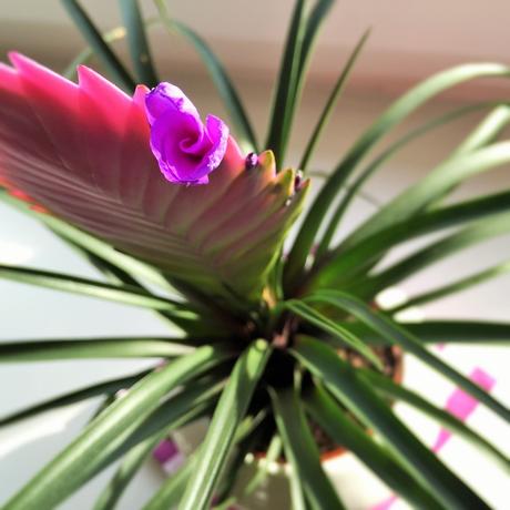Tillandsie: Pinkiges Naturwunder auf der Fensterbank