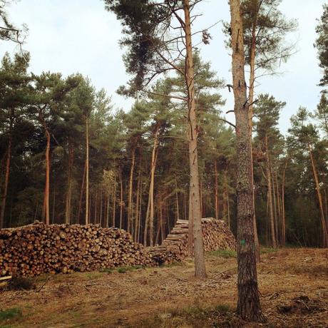 Seit einigen Jahren sind die Wölfe wieder heimisch in Brandenburger Wälder – sehr zum Ärger der Landwirte.