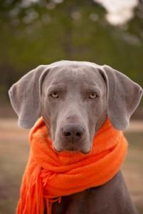 Hund mit Schal