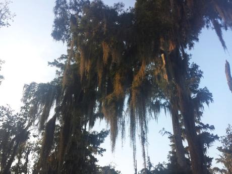 Cypress tree with spanish moss