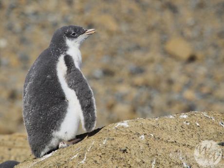 Pinguine brauchen keinen extra Pelz