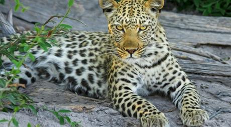 leopard-515508_1280