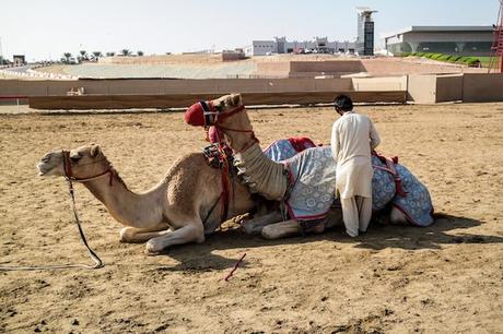 Abu-Dhabi-Camel-Race-Track-02