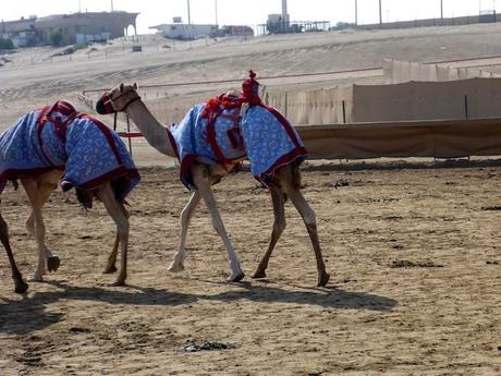 Abu-Dhabi-Camel-Race-Track-03