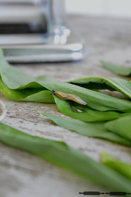 Bärlauch Pasta selbstgemacht / homemade Wild Garlic Pasta Bärlauch Pasta selbstgemacht / homemade Wild Garlic Pasta