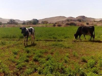 Kühe auf Weide in Ägypten