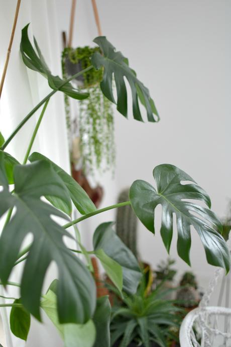 Urban Jungle Bloggers: Plants & Glass