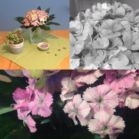 Hortensie & Tausendschön – oder – Frühling ohne Tulpen