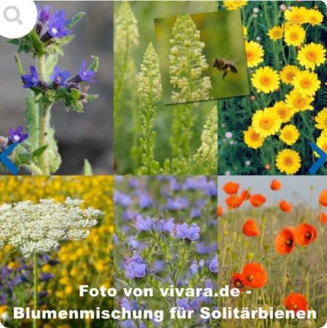 Blumenmischung für Solitärbienen - Foto vivara.de - Affiliatelink auf pyramideneule.de