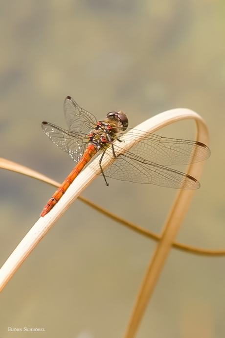 Die große Heidelibelle Die große Heidelibelle