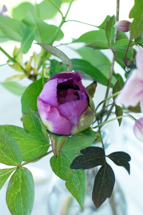 Blog + Fotografie by it's me! fim.works | Muttertagsblumen aus dem Garten | Päonie | Pfingstrose Blog + Fotografie by it's me! fim.works | Muttertagsblumen aus dem Garten | Päonie | Pfingstrose