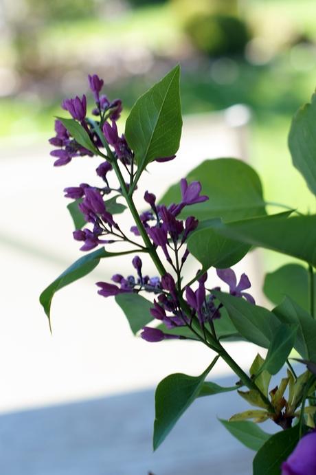 Blog + Fotografie by it's me! | fim.works | Muttertagsblumen aus dem Garten | Flieder Blog + Fotografie by it's me! | fim.works | Muttertagsblumen aus dem Garten | Flieder