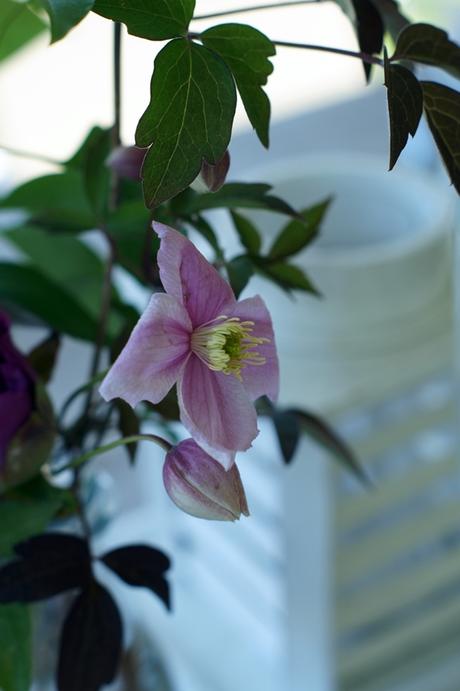 Blog + Fotografie by it's me! | fim.works | Muttertagsblumen aus dem Garten | Clematisblüte Blog + Fotografie by it's me! | fim.works | Muttertagsblumen aus dem Garten | Clematisblüte