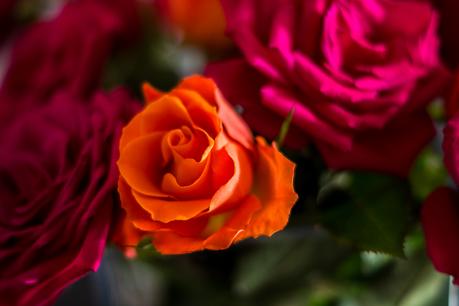 Blog + Fotografie by it's me! | fim.works | Geburtstagsblumen in Knallfarben | orangefarbene Rose Blog + Fotografie by it's me! | fim.works | Geburtstagsblumen in Knallfarben | orangefarbene Rose
