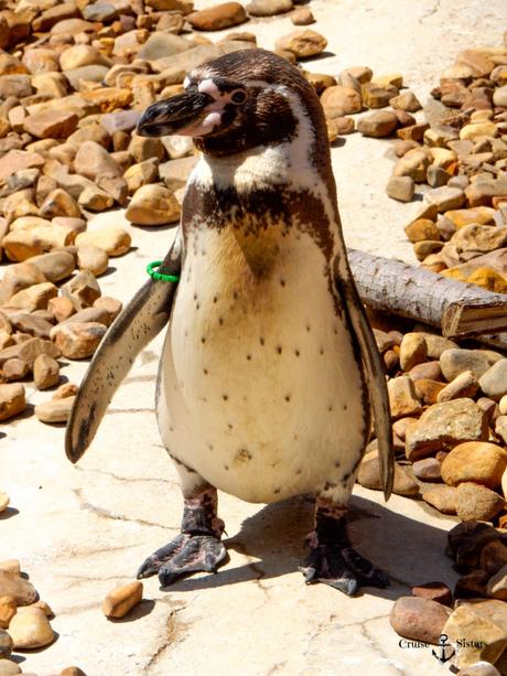 Pinguin im Aquarium Oceanografic