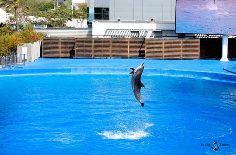 Delfine im Aquarium Oceanografic