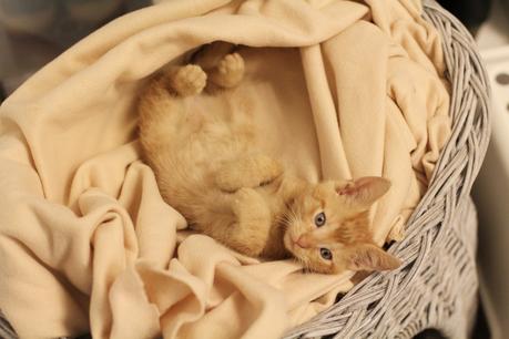 I proudly present: Tiny Jogurt – der kleine rote Kater I proudly present: Tiny Jogurt – der kleine rote Kater