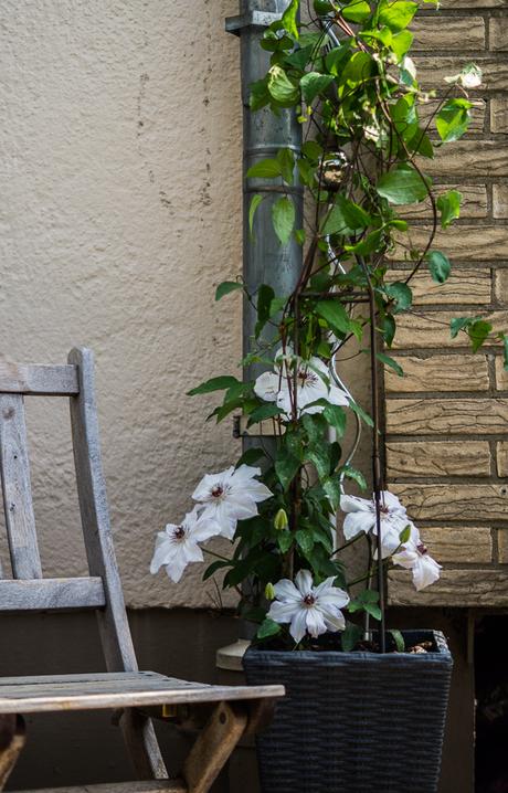 Blog + Fotografie by it's me! | fim.works | Haustürdekoration | Mai 2016 | rankende Clematis mit großen weißen Blüten, Holzklappstuhl