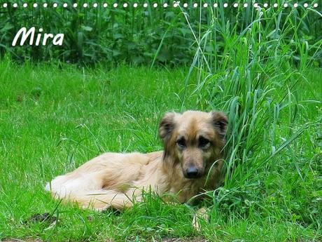 ein Brot und ein zwiebeliges-Brot-Dings IMG_0016