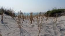 Strandhaferanpflanzung am Strand in Vitte