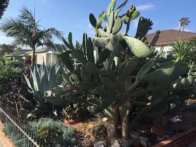 Kalifornien: Wasser sparen im Vorgarten