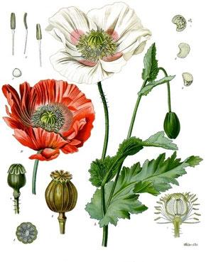 Homöopathisches Opium - neben Arnica ein Klassiker bei Traumata