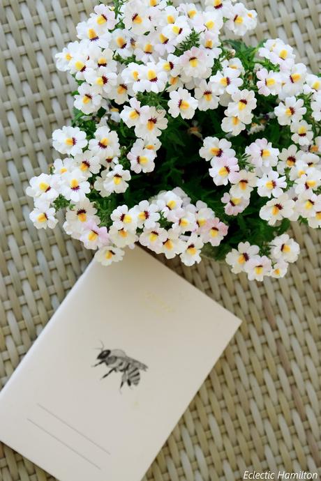 Ein Blick auf meine Veranda Ein Blick auf meine Veranda