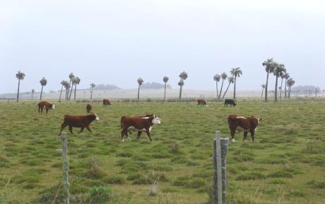 Uruguay-Reise-Kühe-Rocha