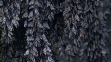 Die größte Insektenmigration der Welt ist gar nicht so eklig wie sie klingt