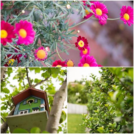 Blog + Fotografie by it's me | fim.works | Ein Garten im Norden | Collage aus pinken Margeriten, Nistkasten-Vogelhaus und immergrüner Hecke