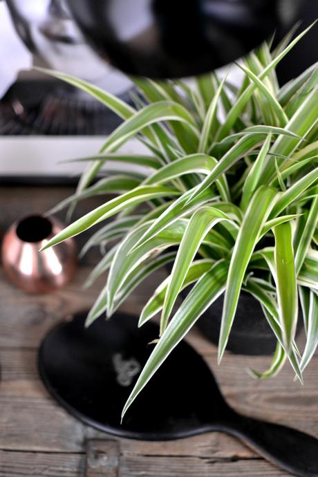 Urban Jungle Bloggers: 1 Plant - 3 Stylings