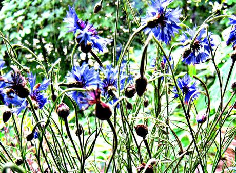 ... and summer! {cornflower blue}