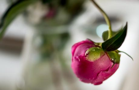 Blog + Fotografie by it's me | fim.works | Regentropfen auf einer rosa Pfingstrose