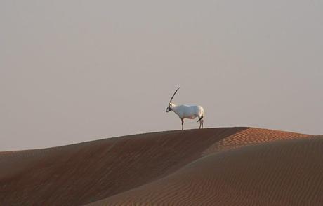 Dubai-mit-Kind-Wüste-Oryx
