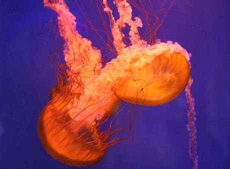 Dubai-Mit-Kind-Aquarium-Jellyfish
