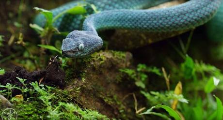 Für Schlangenfans – Costa Rica in 4K