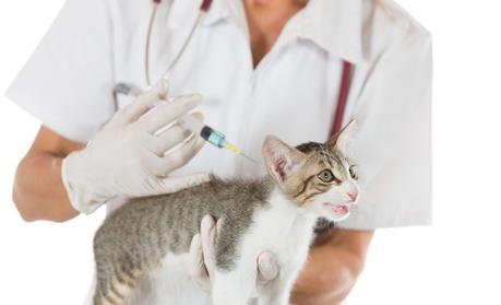 Ab wann Katzen impfen?