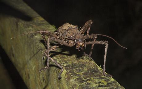 Stick-Insect-Gespenstschrecke-Mulu-Nationalpark-Malaysia