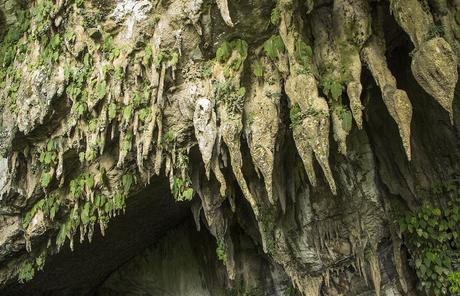 One-Leaf-Plant-Clearwater-Cave-Mulu-Nationalpark
