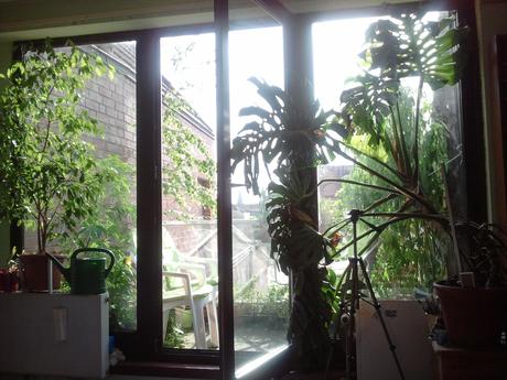 Foto: Mein Balkon an einem heißen Julitag