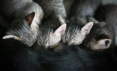 Kitten wachsen mit Milch von ihrer Mutter auf