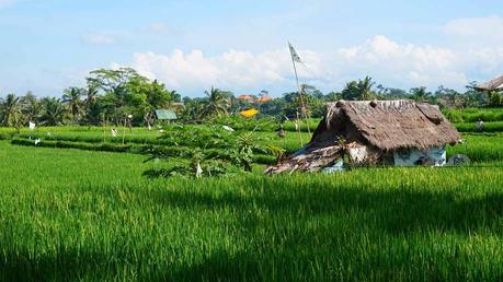 Die-Reisfelder-gehören-mit-zum-Schönsten-was-die-Erde-zu-bieten-hat-(3)