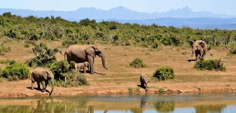 Afrika – EU als Handlanger der Wilderer? – Dazu nein! (Petition)